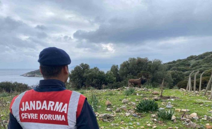 Dilek Yarımadası Milli Parkı’nda jandarma denetimi