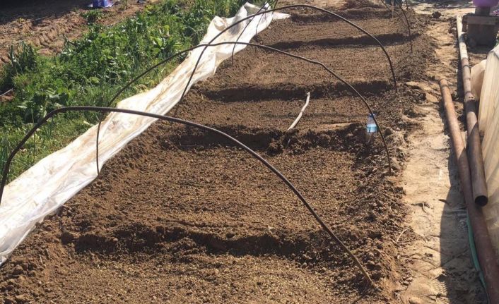 Emcelli’nin ata tohumu biberi toprakla buluştu