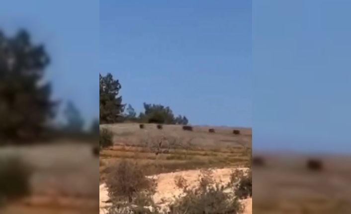 Gaziantep’te domuz sürüsü panik oluşturdu