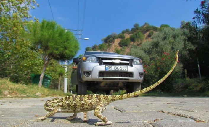 Güney Ege turizm karayolu yaban hayatını tehdit ediyor