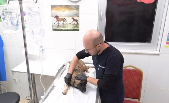 Isparta Belediyesi Hayvan Bakım Merkezi 2 bin 500 köpek ve 350 kediye ev sahipliği yapıyor