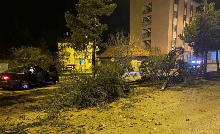 Isparta’da otomobil refüje çarparak 3 ağacı devirdi: 1 yaralı