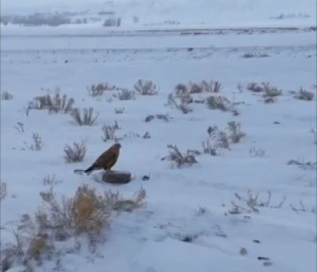 Jandarmadan yaban hayvanlarına yem desteği