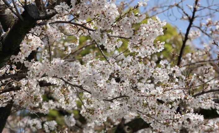 Japonya’nın simgesi Sakuralar Tokyo’da görsel şölen yaşattı