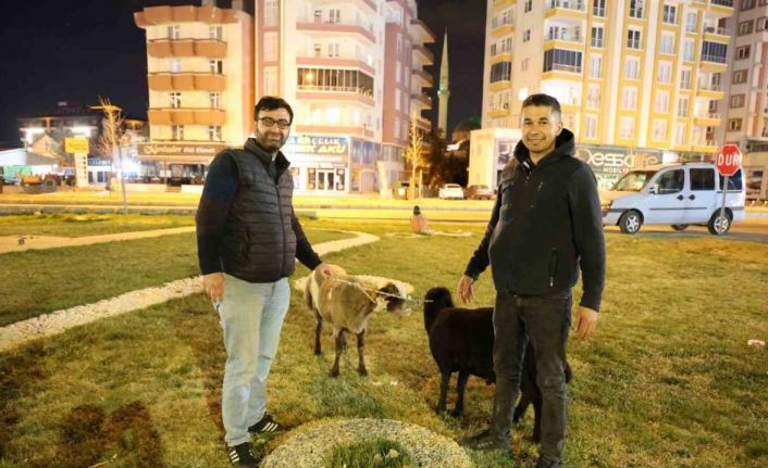 Kamyonetten yola düşen "Mor Karaman" ırkı koyunlar kaderine terk edildi