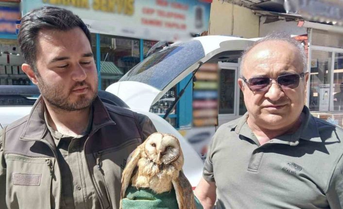 Kargaların saldırdığı yaralı peçeli baykuş koruma altında