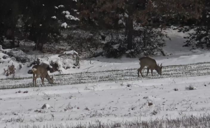 Kastamonu’da aç kalan karacalar, köylere inerek ekili arazilerde otladı