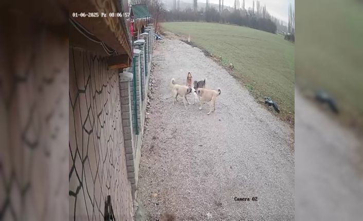 Kayıp olarak aranan kedi "Mia"nın köpekler tarafından telef edildiği ortaya çıktı