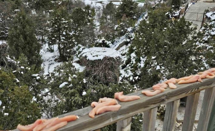 Konya’da leyleklerin yuvalarına besin takviyesi