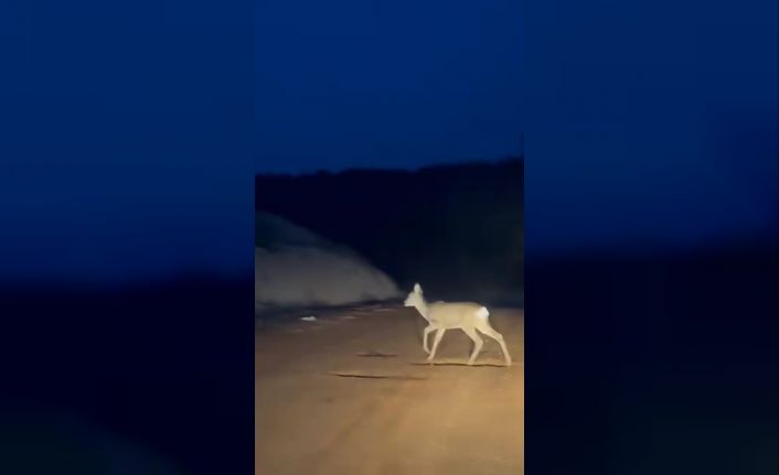 Köy yolundaki karaca kamerada