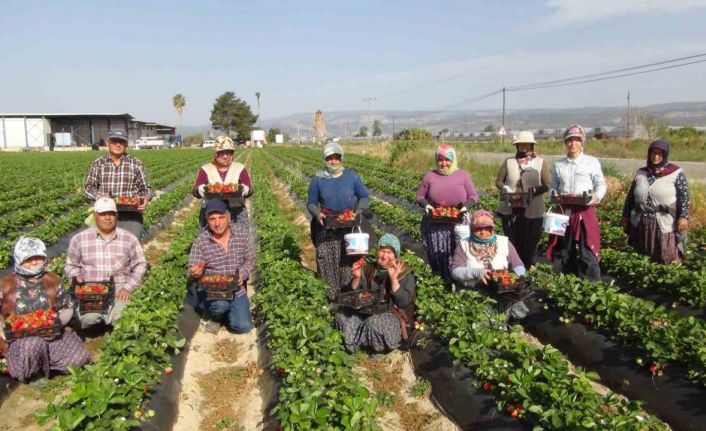 Mersin’de çilekte ihracat başladı