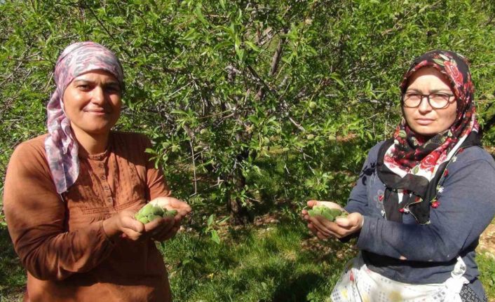 Mersin’de yüzde elli rekolte düşüşü yaşanan badem çağlası Dubai’ye ihraç ediliyor