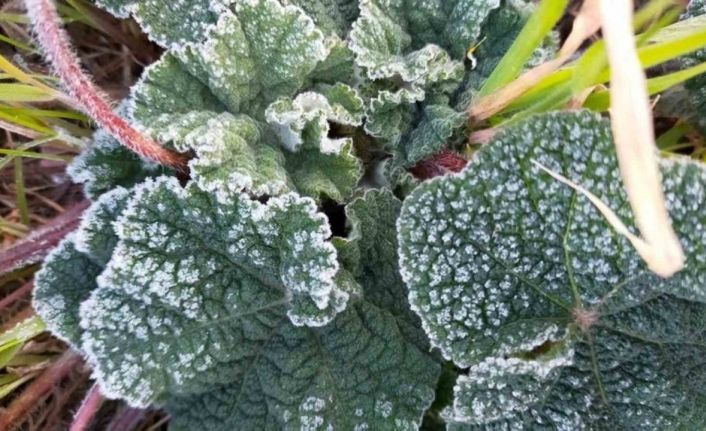 Meteoroloji’den ‘Zirai don’ uyarısı