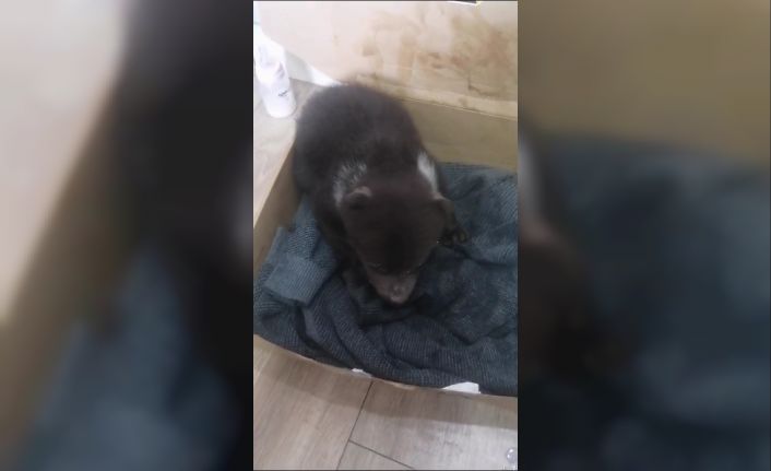 Orman işçilerinin bulduğu yavru ayı koruma altına alındı