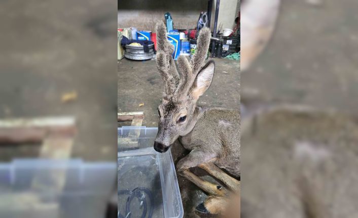 Ormanda kar nedeniyle aç kalıp şehre inen karacayı köpeklerin saldırısından belediye çalışanları kurtardı