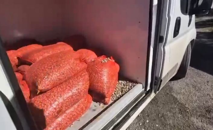Samsun’da 1 ton 180 kilo kaçak midye ele geçirildi