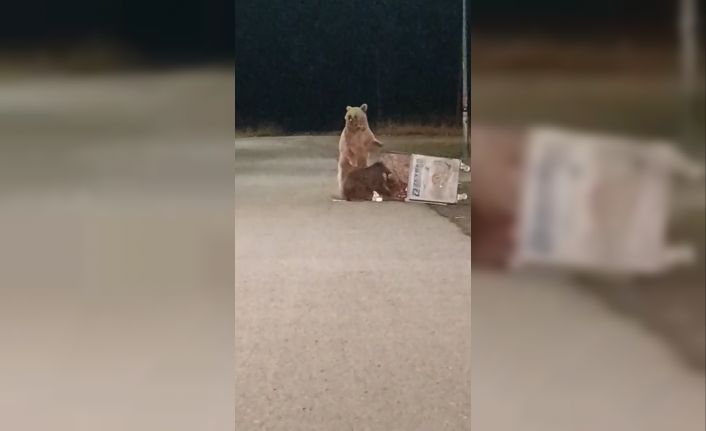 Sarıkamış’ta kış uykusundan uyanan ayılar sokaklarda görüldü