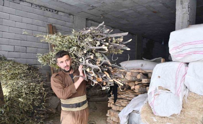 Şırnak’ta besiciler zorlu kış şartlarında meşe yapraklarıyla hayvanlarını besliyor