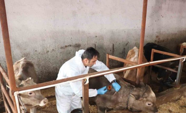 Sivas’ta şap aşılama kampanyası devam ediyor