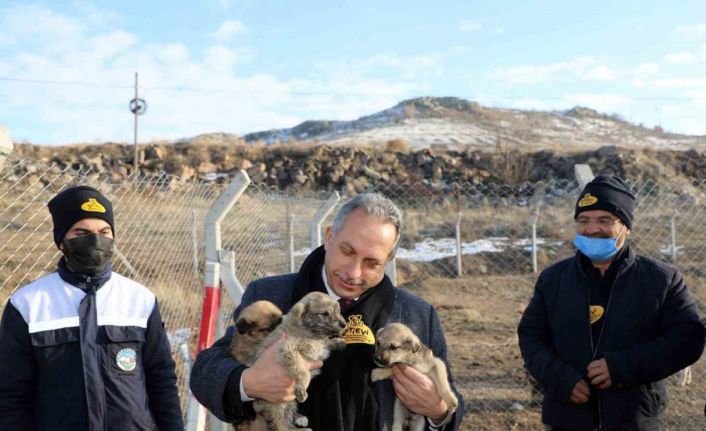 Türkiye’ye örnek ‘Pati Evi’ Talas’ta