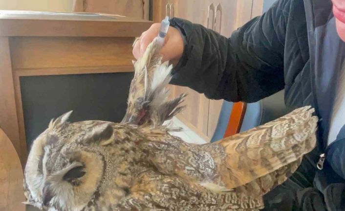 Van’da bulunan yaralı baykuş koruma altına alındı
