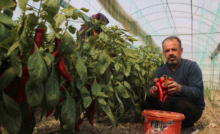 Zirai don sonrası turfanda hasat edilen kapya biber serada 80 TL’den alıcı buluyor