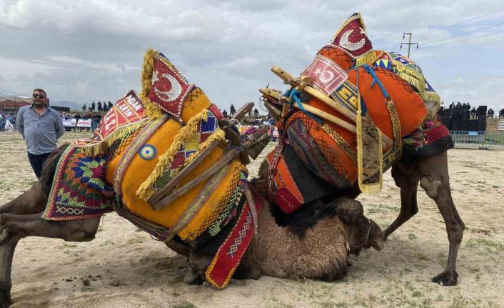 Alaşehir’de ilk kez deve güreşleri düzenlendi