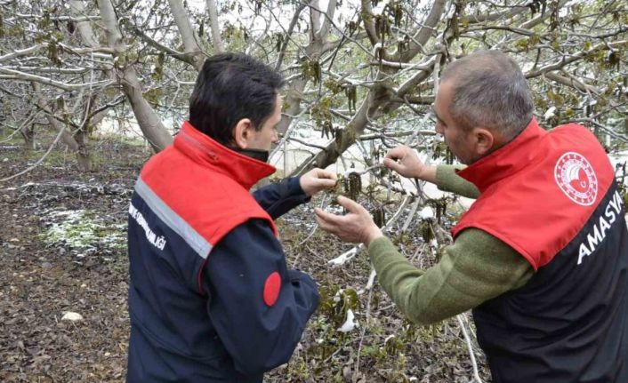Amasya Nisan’da kara kışı yaşadı: ekipler bahçelerde zarar tespit çalışması başlattı