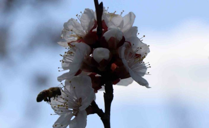 Bal arıları özgürlüğüne kavuştu