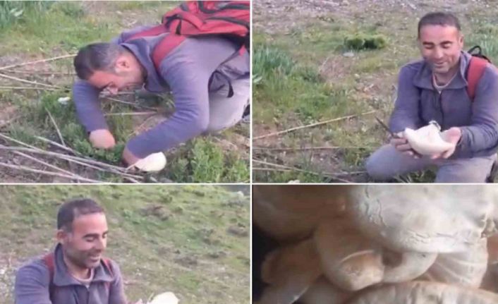 Bitlis’te dağ mantarı çıkmaya başladı