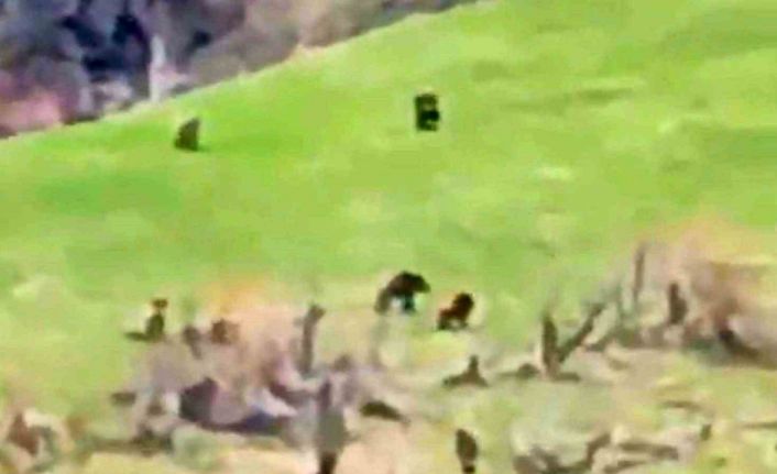 Böylesi ilk kez görüntülendi: Kış uykusundan uyanan 8 bozayı bir arada