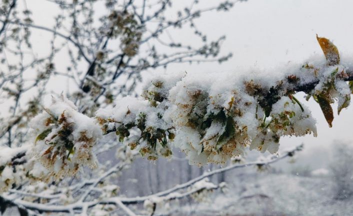 Çanakkale’de kiraz ağaçları beyaza büründü