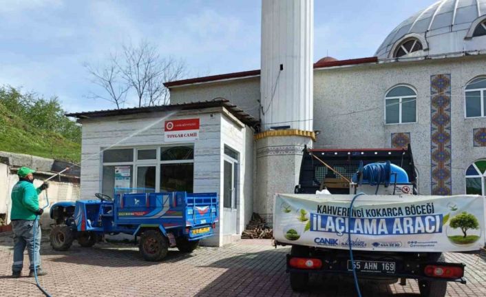 Canik’te kahverengi kokarca ile mücadele