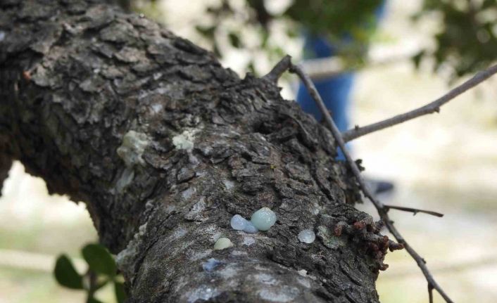Çeşme’nin coğrafi işaretli ’damla sakızı’, yüksek fiyatı ve ekonomik potansiyeliyle dikkat çekiyor