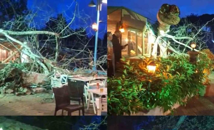 Devasa ağaç yıkıldı, 2 kişi hafif yaralandı