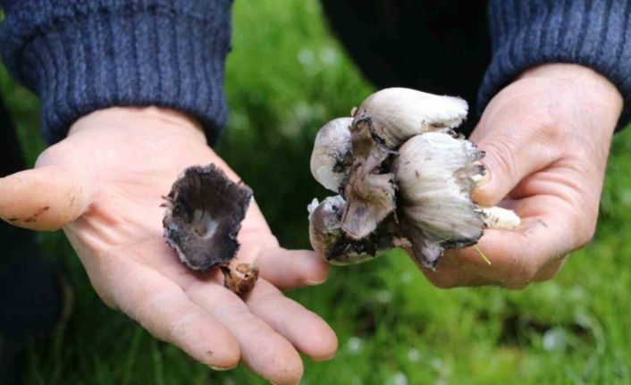 Doğadan toplanan mantarlara dikkat