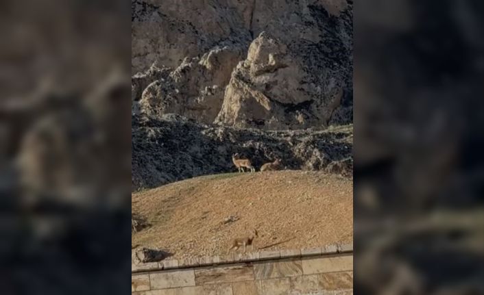 Elazığ’da koruma altındaki dağ keçileri sürü halinde görüntülendi