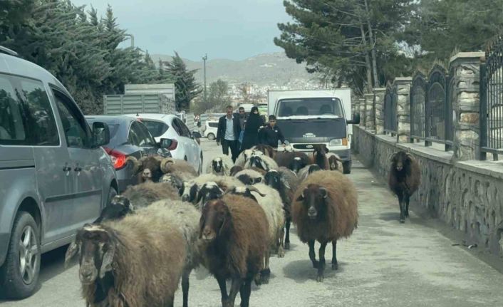 Elazığ’da trafikte sürpriz konuk: Koyun sürüsü şehir merkezinde yol kesti