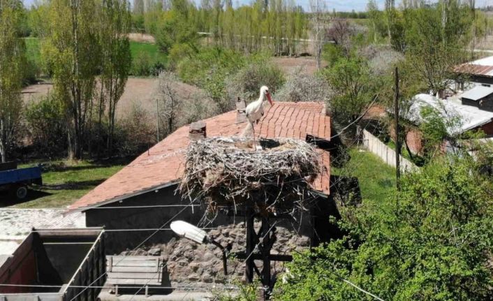 Elektrik direğinin tepesindeki yuva, leylek ailesine 22 yıldır ev sahipliği yapıyor