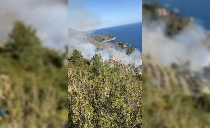 Gazipaşa’da muz bahçesindeki yangın makilik alana sıçradı