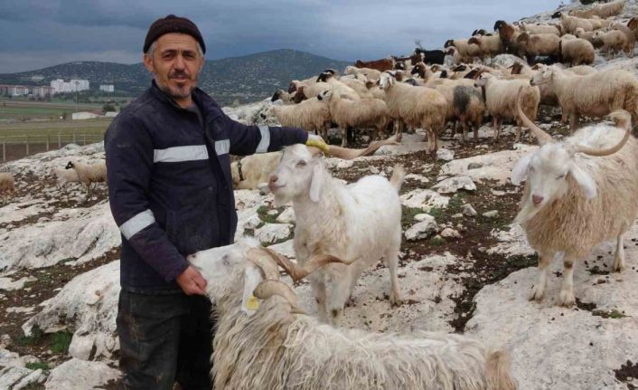 Ispartalı çobanın başı kurtlarla dertte: 1 yılda 6 hayvanı telef oldu