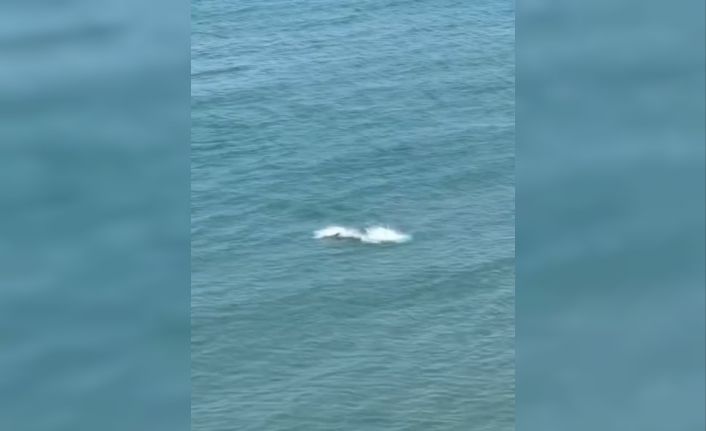 Kastamonu’da yunus balıklarından görsel şölen