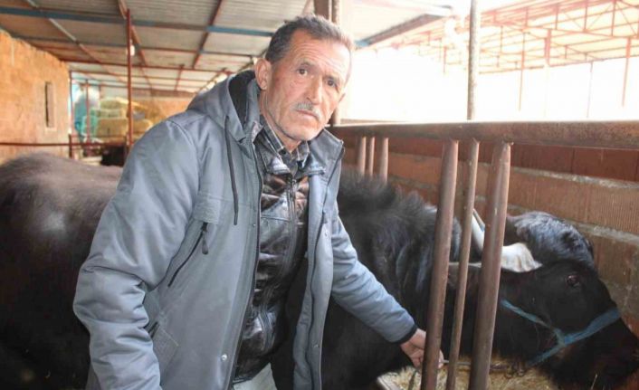 Kaymak talebi çok, yeterli manda yok