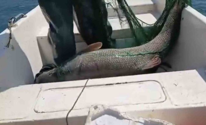 Keban Baraj Gölünde 72 kiloluk dev turna balığı yakalandı