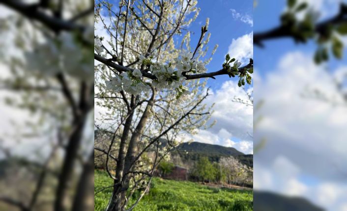 Kiraz ağaçları çiçek açtı