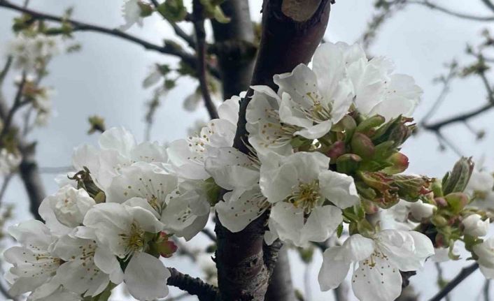 Kiraz ve vişnede çiçeklenme dönemi öncesi ilaçlama önerisi