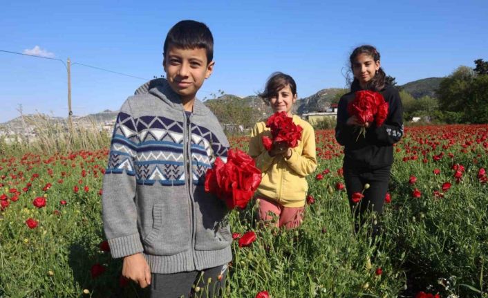 Kırmızı ile yeşilin birleştiği bakla tarlasında gelincikler görenleri mest ediyor
