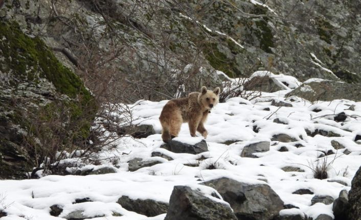 Kış uykusundan uyanan boz ayı yiyecek ararken görüntülendi