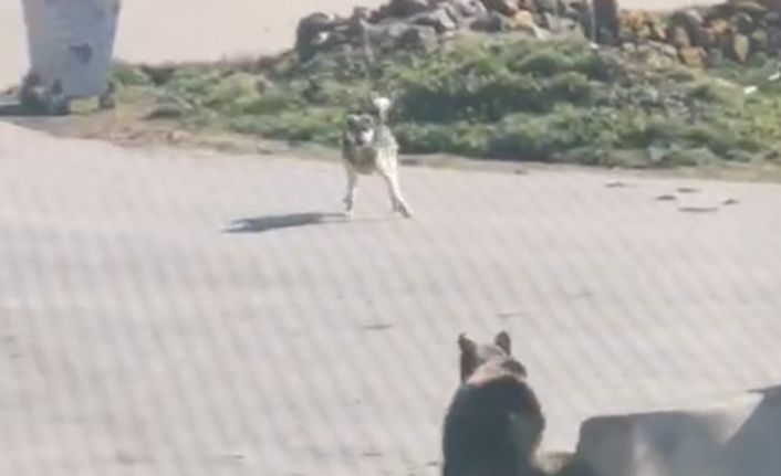 Kış uykusundan uyanıp köye inen ayıyı köpekler kovaladı: O anlar kamerada
