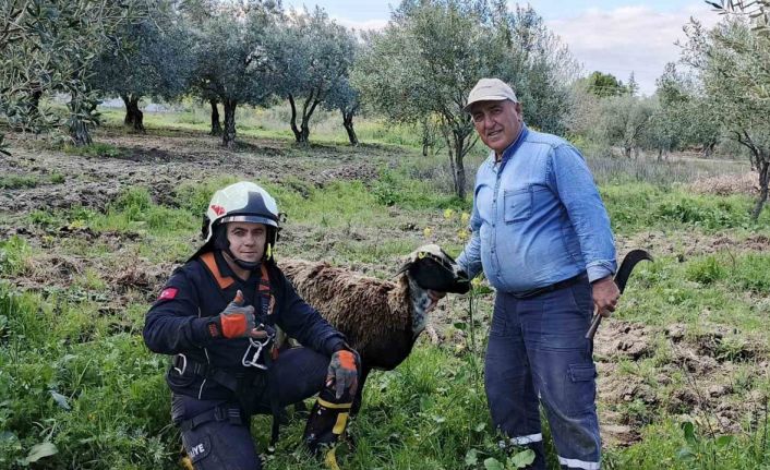 Kuyuya düşen koyunu itfaiye kurtardı